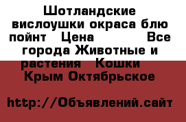 Шотландские вислоушки окраса блю пойнт › Цена ­ 4 000 - Все города Животные и растения » Кошки   . Крым,Октябрьское